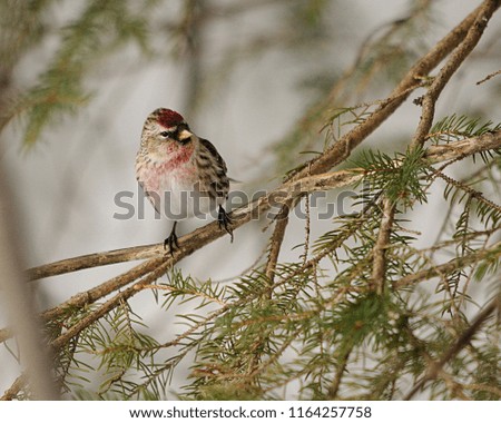Redpoll Bird enjoying its environment.