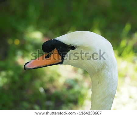 White swan birdenjoying the water.