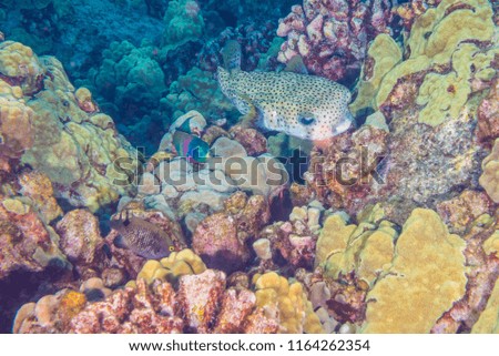 Porcupine fish in coral reef