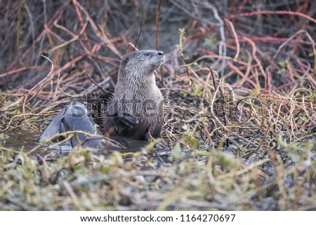 Wet single otter in overgrown vegetation of marsh