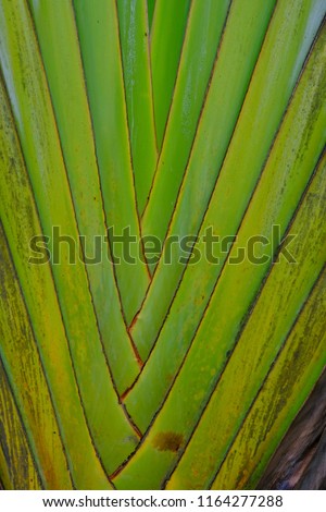 Close up of The trunk of a large banana tree.