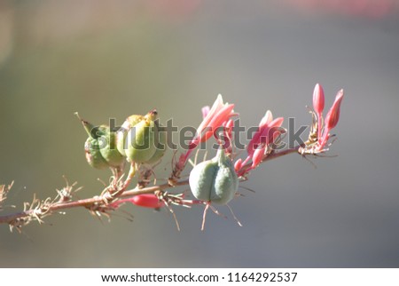 photos of Fruits, flower and plants