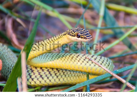 Cute golden tree snake (Chrysopelea ornata) is slithering on cluttered grass. Chrysopelea ornata is also known as golden tree snake, ornate flying snake, golden flying snake, found in Southeast Asia. Royalty-Free Stock Photo #1164293335