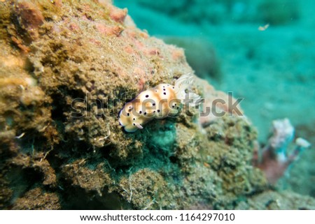 Goniobranchus nudibranch on a coral