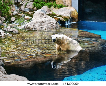 White bear in the water on summer ,photo blurred