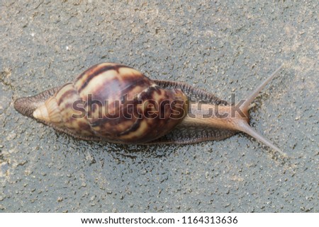 snail moving on a rock