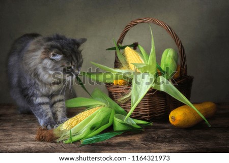 Still life with corn cob and curious kitty