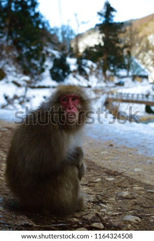 Japanese Macaque in snow at Jigokudani park in Japan
