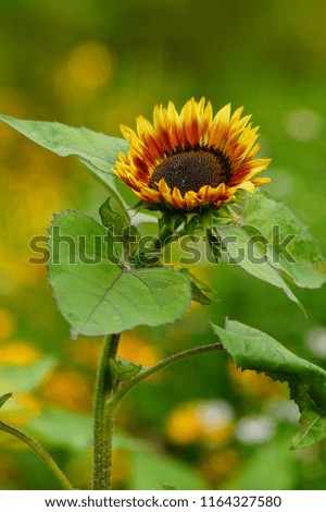 Beautiful ornamental sunflower in garden  - Helianthus - time sunflowers