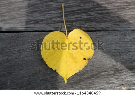 Heart shape leaves with a board background