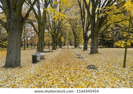 Beautiful autumn landscape - autumn alley and bench - golden autumn in park