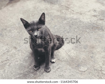 Thai black cat. (Selective focus)