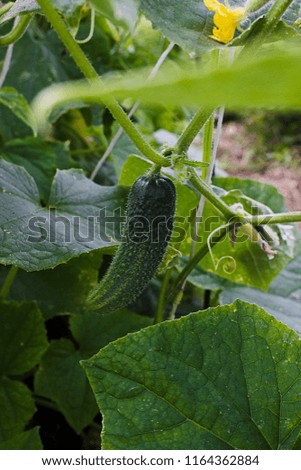 Green cucumber growing in field vegetable for harvesting.