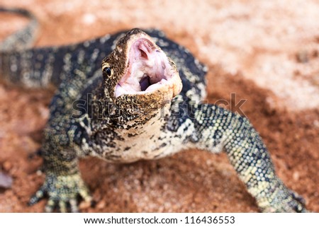 Hungry lizard opened his mouth