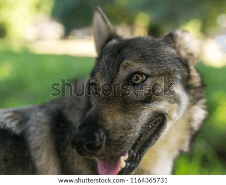 Czechoslovakian wolfhound in an autumn forest