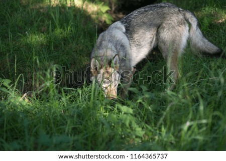 Czechoslovakian wolfhound in an autumn forest