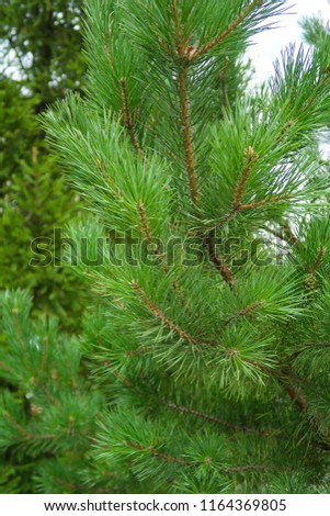 large green needles of a tree spruce
