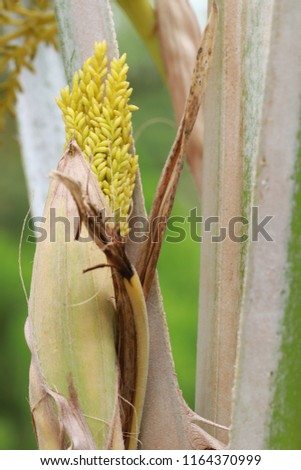 Close​ up​ yellow​ bud​ of​ palm​ flower​ on​ palm​ tree​