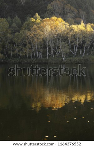 Forest lakeside shining golden in morning sunlight