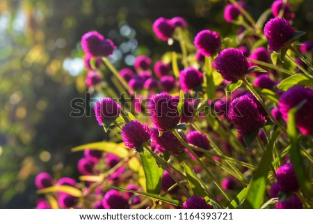Globe amaranth with natural light on blurry background. Close up of beautiful purple flowers blooming in spring time with the warmth of the sun. subject soft focus.
