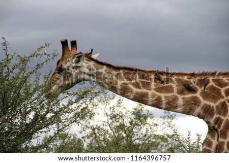 Head and neck closeup of giraffe with birds, Kruger National Park, South Africa