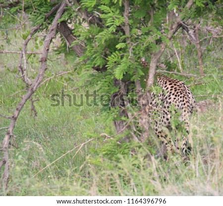Cheetah hiding in the bush in the savannah, Kruger National Park, South Africa