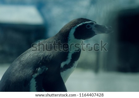 Penguin in the pond, behind the glass