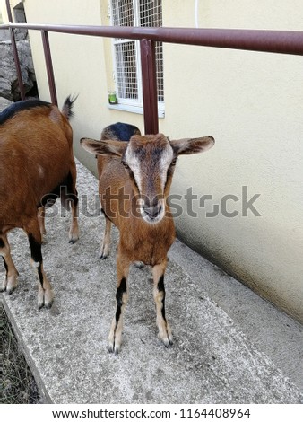 Goats going to picture in Montenegro