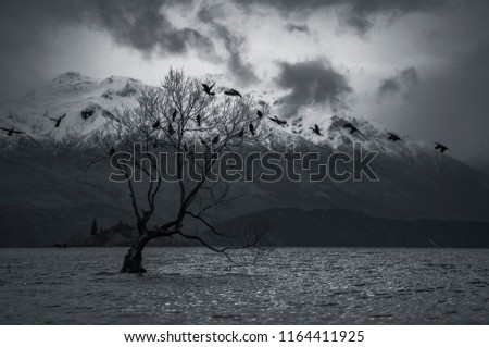 Lake view with trees and mountain in New Zealand. 