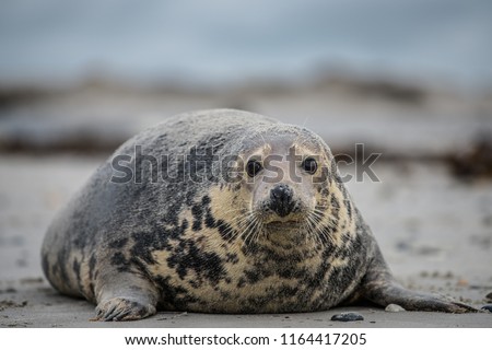 Atlantic Grey Seal Pup on Sandy Beach/Atlantic Grey Seal Pup/Atlantic Grey Seal Pup (Halichoerus Grypus) Royalty-Free Stock Photo #1164417205