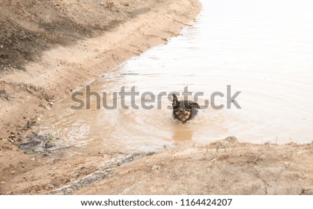 dog in dirty and muddy puddle.