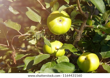 Fruits of an apple tree under the rays of the sun