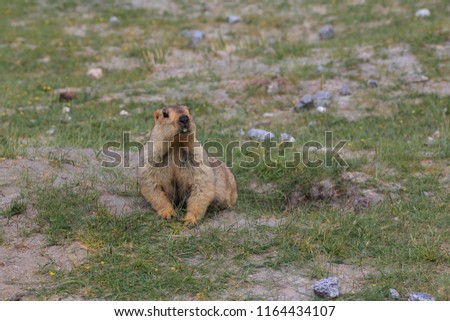 Himalayan Marmot in Ladakh,India