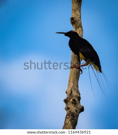 Twelve Wire Bird of Paradise on branch in nature with a sky backdrop. West Papua Indonesia