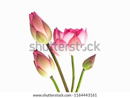 lotus flower bouquet isolated on white background