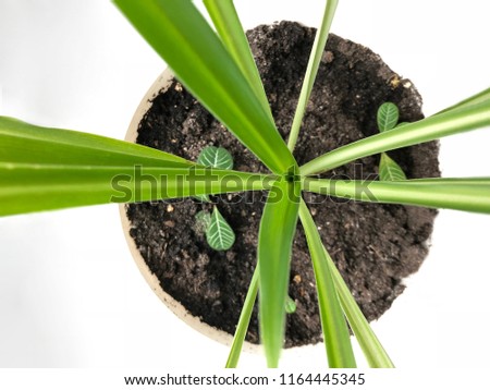 Picture of the long leaves of green plant in the plastic pot, view from above. plant with long green leaves. Long blades of green grass in a soil in plastic pot isolated on the white background
