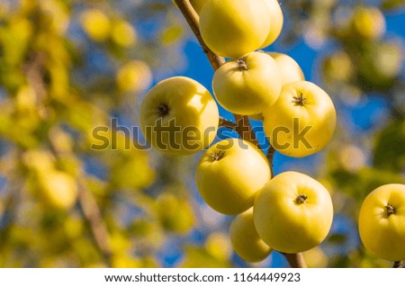 Close-up of blooming wild apple tree, yellow small apples in August