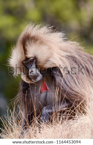 Portrait Gelada monkey