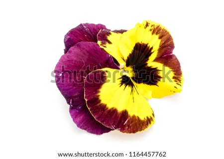 pansy flower isolated on white background