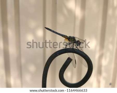 Summertime parched Dragonfly