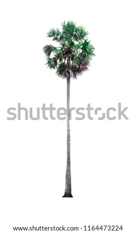 Green palm tree isolated on white background of file with Clipping Path .