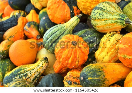 Various pumpkins background