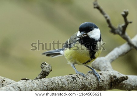 Portrait of a great tit (parus major) perching on a branch with a sunflower seed in it's beak