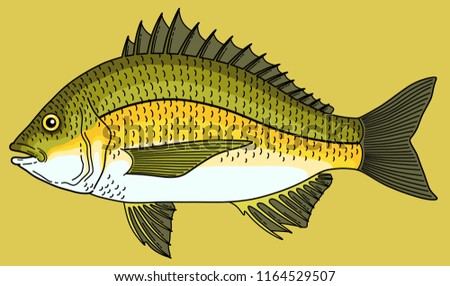 Vector Cartoon Black Bream Fish