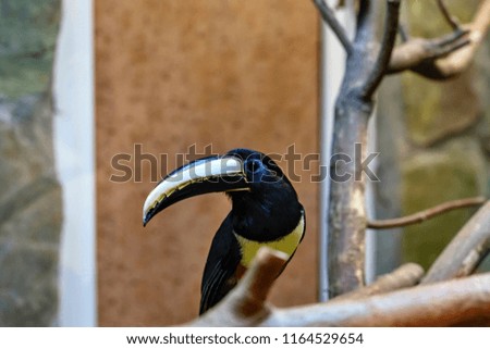 one black bird a toucan or arasar with a big beak and open eyes closeup