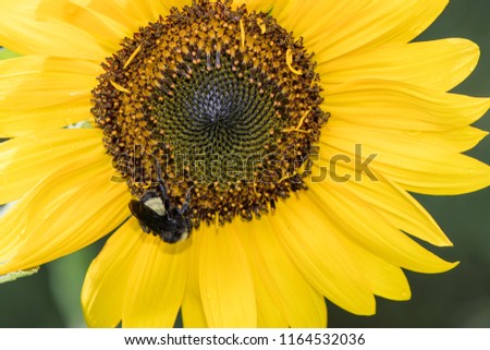 Bumblebee collects pollen from a sunflower