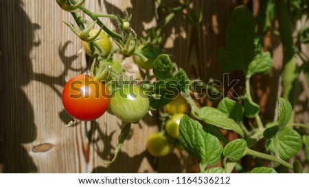 Colorful cherry tomatoes are getting ripe in autumn