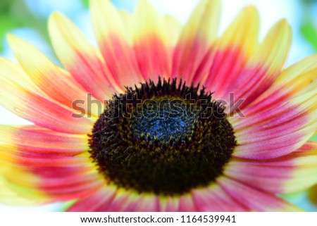 Decorative Sunflower in the Garden. Stock Photo