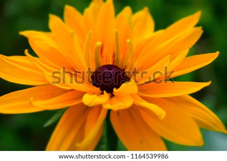 Bright Yellow Flower in the Garden. Stock Photo