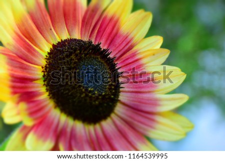 Colorful Sunflower in the Garden. Stock Photo
